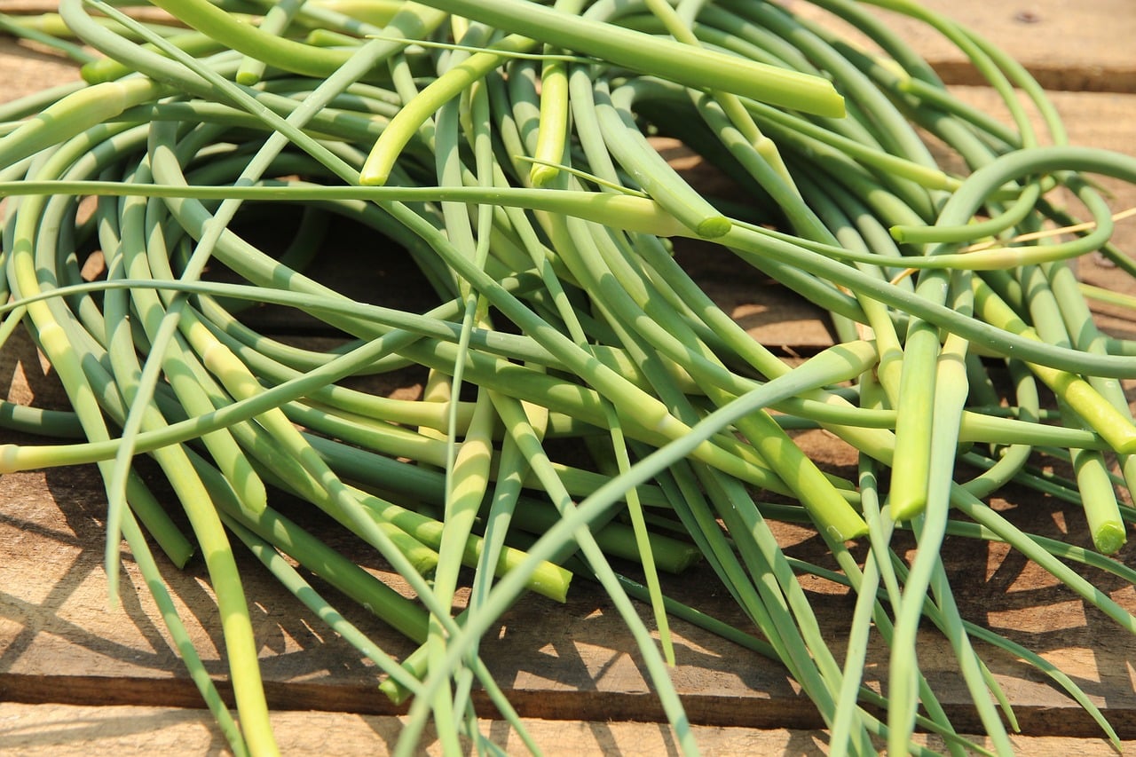 Garlic Scapes: Getting More Out of the Garlic Plant - Conscious Kitchen % %