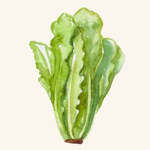 romaine